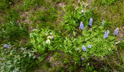 Wildflowers, near Snake River, GTNP